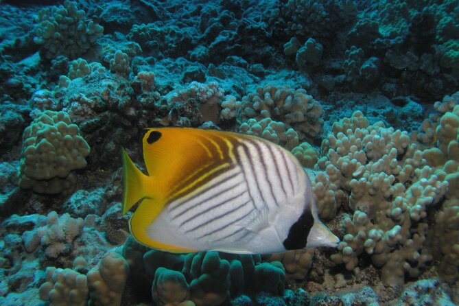 Intro/Refresher Dive Swim Ability Required - The Maui Sea Life Goal: Where the “Fun” Comes From