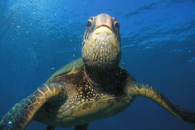 Intro/Refresher Dive Swim Ability Required - Turtle-and-Shark Underwater Add-On: How to Plan It