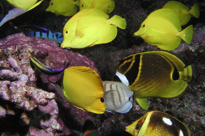 Intro/Refresher Dive Swim Ability Required - Value, Timing, and Booking Smart in Lahaina