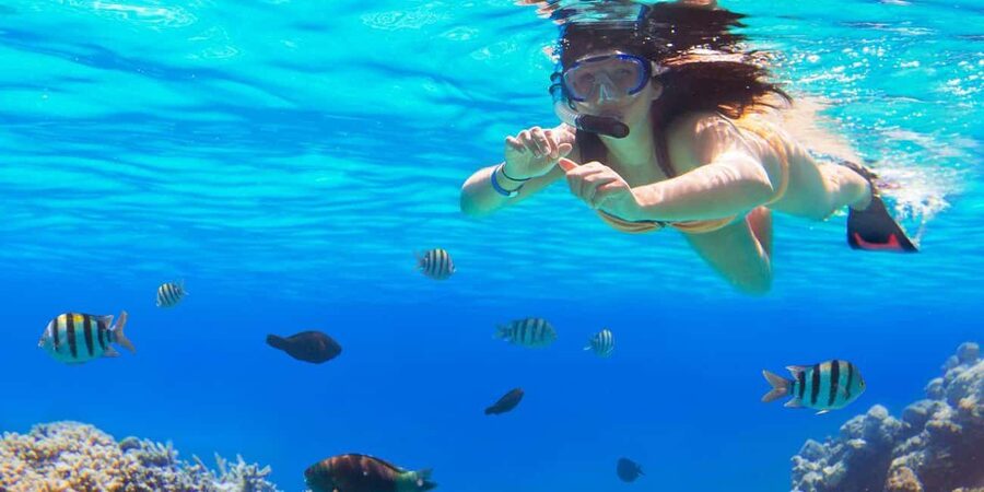 Ka'anapali Beach: Coral Reef Snorkel and Turtle Spotting - Where you meet at Whalers Village, and how check-in keeps the day smooth