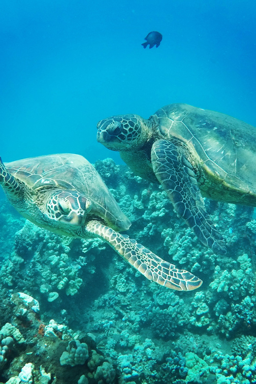 Ka'anapali Beach: Coral Reef Snorkel and Turtle Spotting - The snorkel itself: turtles, colorful reef life, and what beginner support looks like