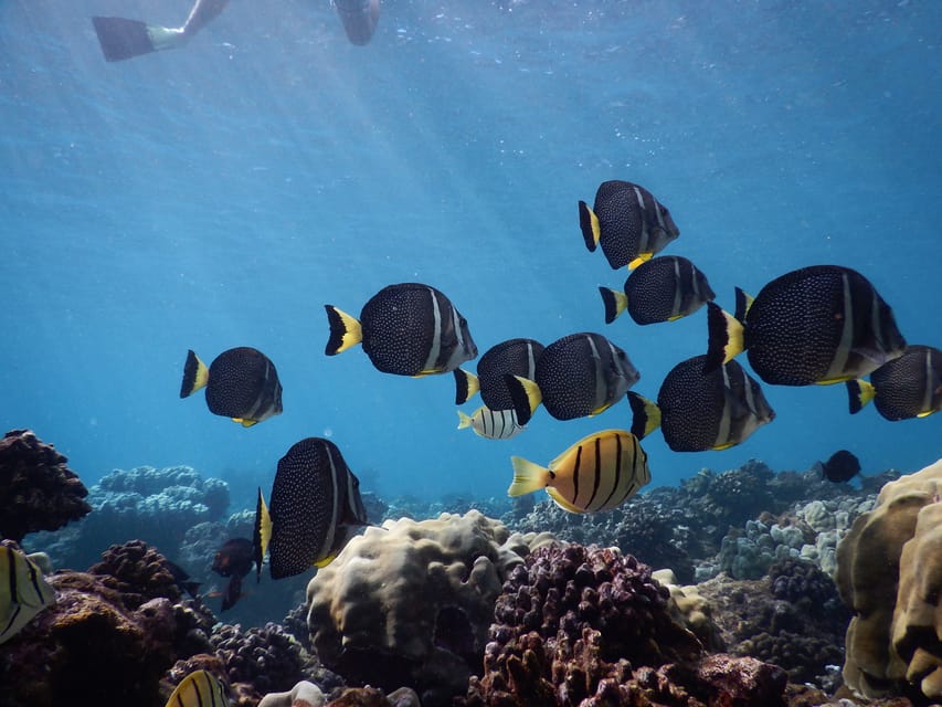 Ka'anapali Beach: Coral Reef Snorkel and Turtle Spotting - Should you book Sea Maui’s coral reef snorkel with turtles?
