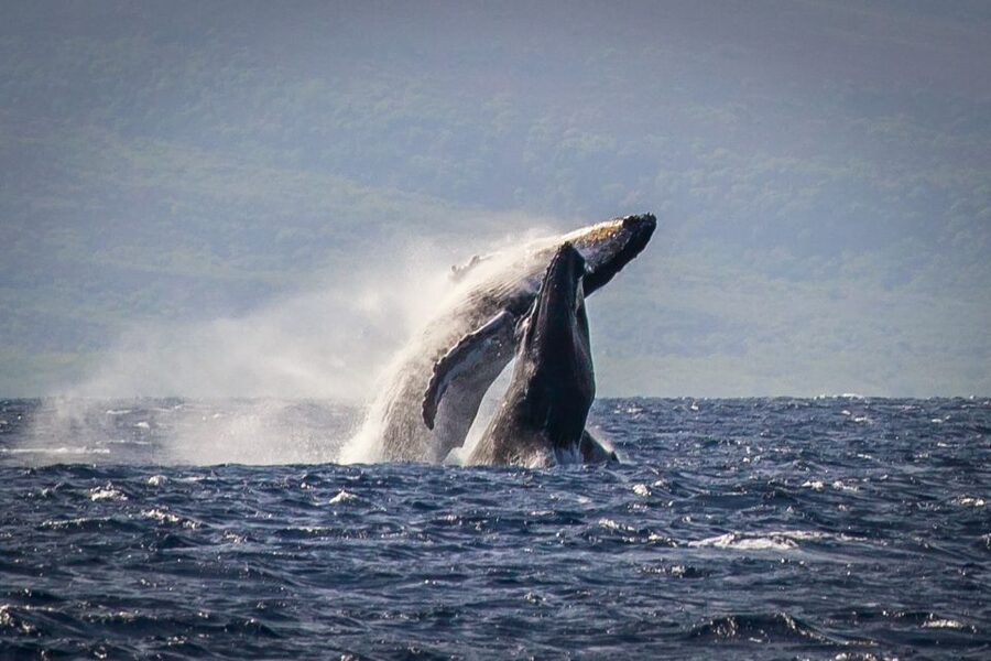 Kaanapali: Whale Watching Cruise with Open Bar - The 2-hour catamaran rhythm: search, spot, and enjoy the show