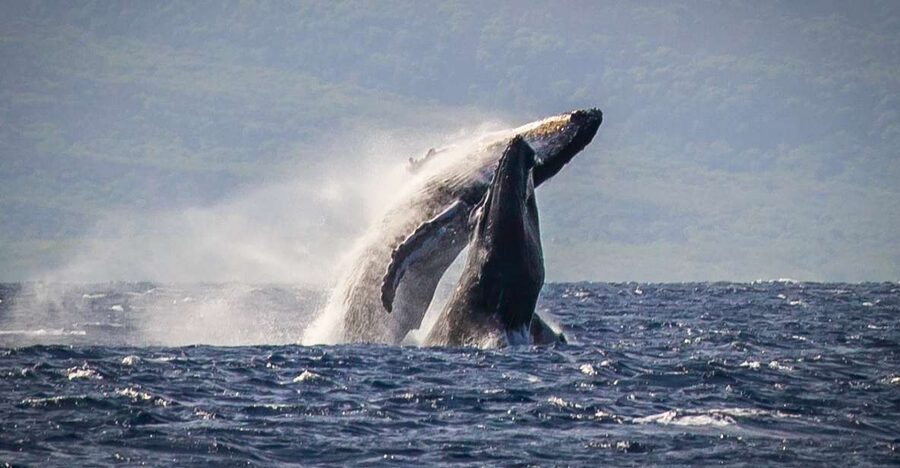 Kaanapali: Whale Watching Cruise with Open Bar - Meeting the crew at Whaler’s Village, then getting on the water fast