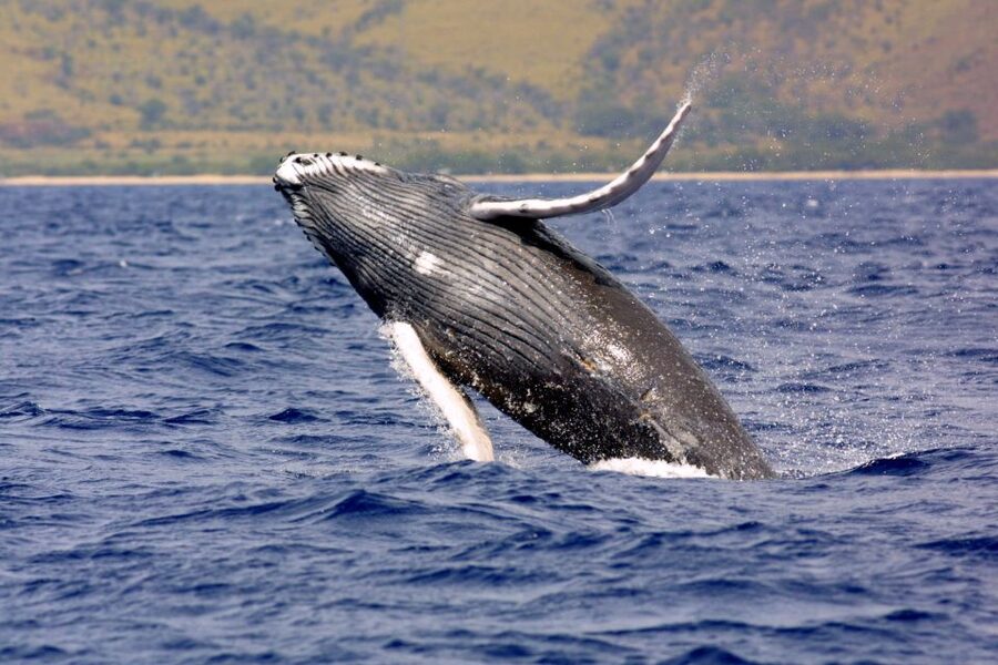 Kayak and Snorkel West Maui at Olowalu - Olowalu Beach: the easy start for a water day