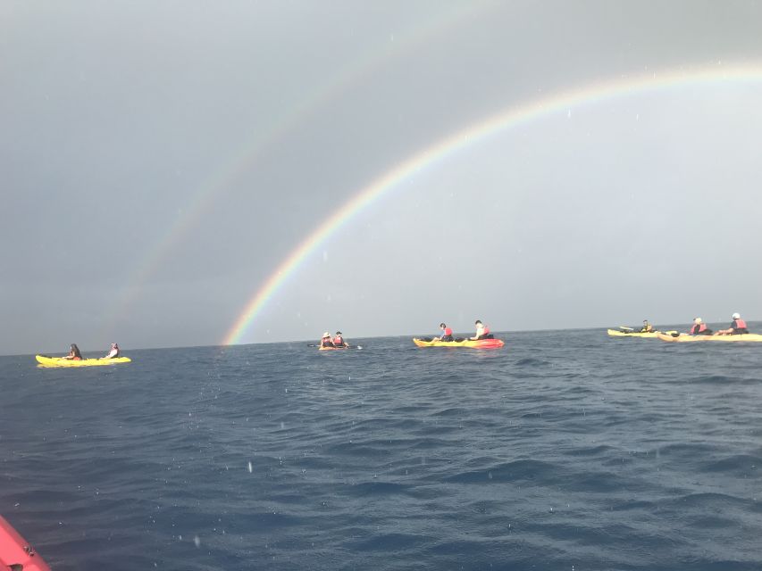 Kayak and Snorkel West Maui at Olowalu - Turtle cleaning station snorkeling: the highlight you can plan around