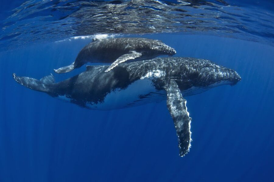 Kayak and Snorkel West Maui at Olowalu - Humpback whale season: when you might see them and why hydrophone audio is special