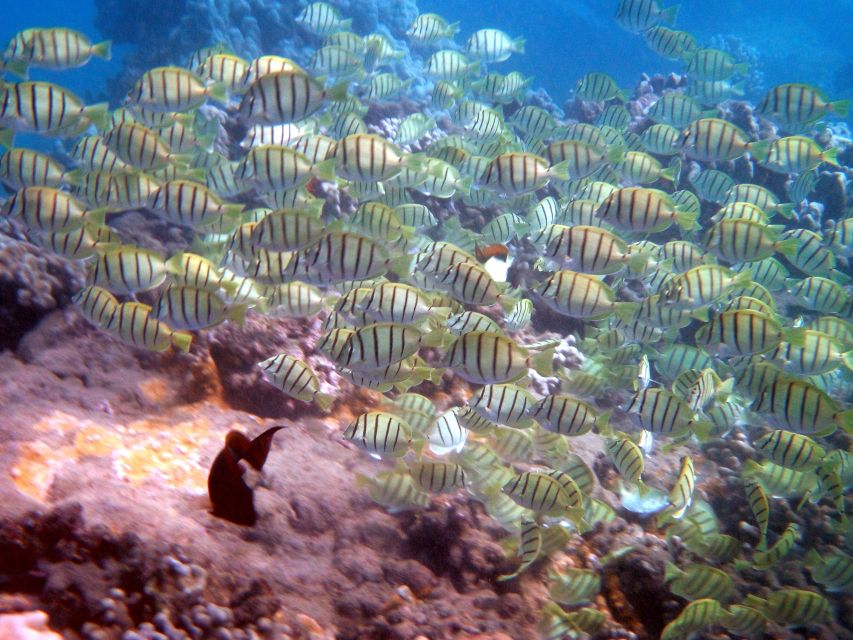 Kayak and Snorkel West Maui at Olowalu - Gear, swimming level, and what to bring for comfort