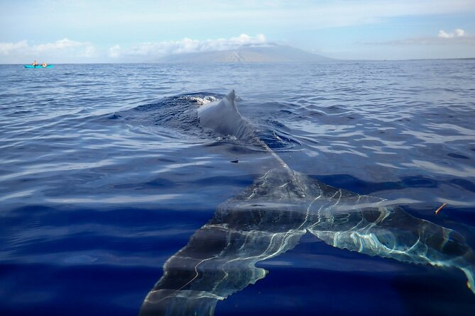 Kayak and Whale Watching Tour - Key Highlights You’ll Care About