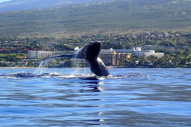 Kayak and Whale Watching Tour - Why Maui Kayaking Feels Different Than a Whale Boat