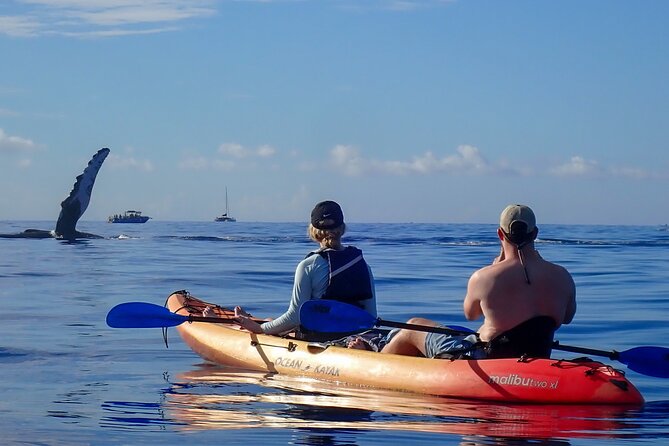 Kayak and Whale Watching Tour - What You’ll Do on the Water: Paddling, Positioning, and Whale Encounters
