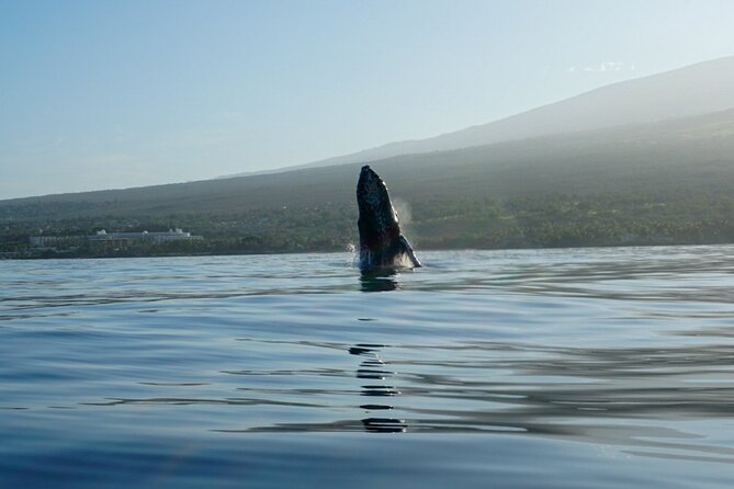 Kayak and Whale Watching Tour - Safety, Comfort, and the Moderate Fitness Requirement