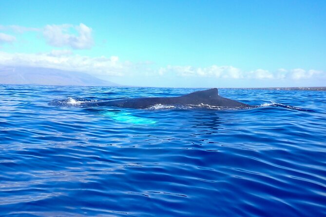 Kayak and Whale Watching Tour - Seasonality: When Maui Humpbacks Are in Town