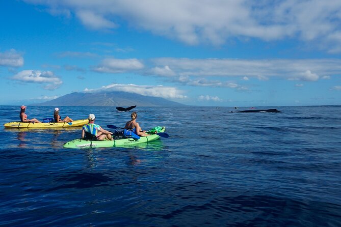 Kayak and Whale Watching Tour - Price and Value: Is $130 Worth It for Maui Kayak Whales?
