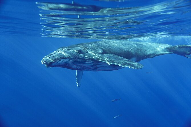 Kayak and Whale Watching Tour - What’s Included, What’s Extra, and Small Things to Plan