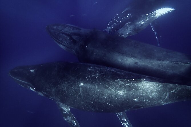 Kayak and Whale Watching Tour - Makena Landing Park Start Time and How the 3 Hours Move