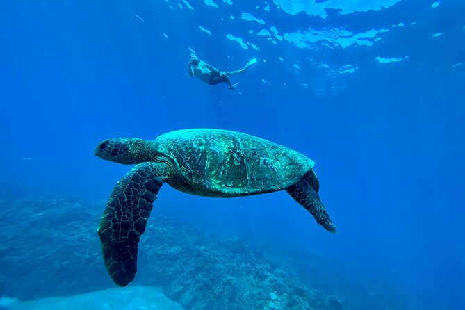 Kayak & Turtle Town Snorkel(Turtles Guaranteed) + Whale Watching - My booking verdict: should you go?