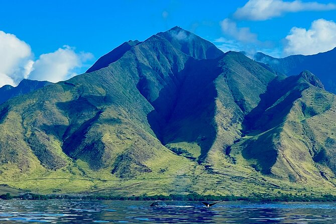 Kayak & Turtle Town Snorkel(Turtles Guaranteed) + Whale Watching - Whale watching from a kayak: close encounters, not the megaphone version