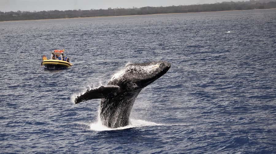 Lahaina: Day or Sunset Whale Watching Tour with Naturalist - Key things to know before you go