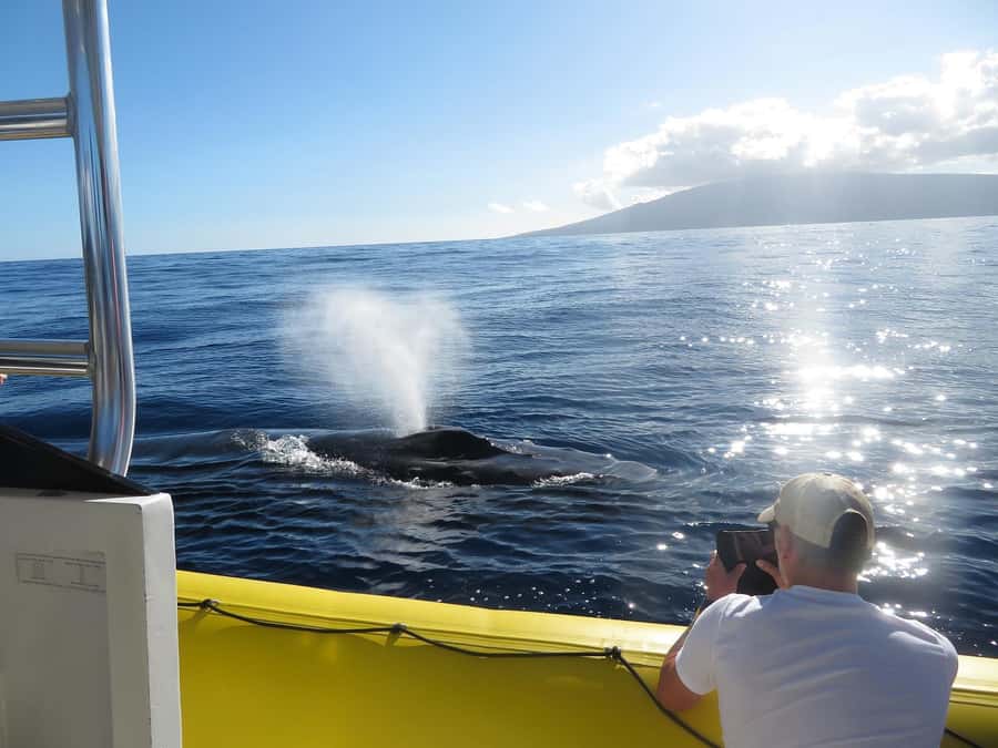 Lahaina: Day or Sunset Whale Watching Tour with Naturalist - From Lahaina to the Maui Nui sanctuary