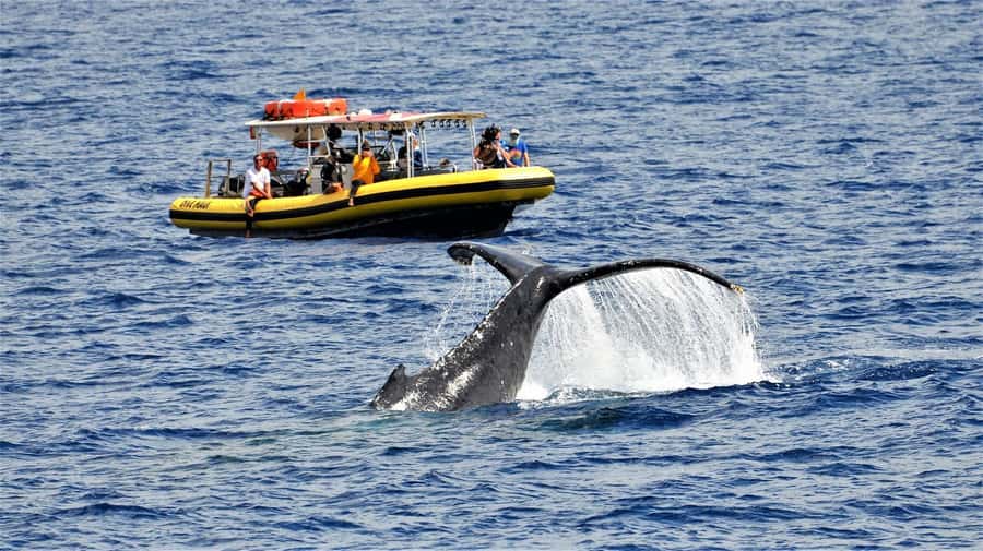 Lahaina: Day or Sunset Whale Watching Tour with Naturalist - Auau Channel whale watching: how the two hours usually plays out