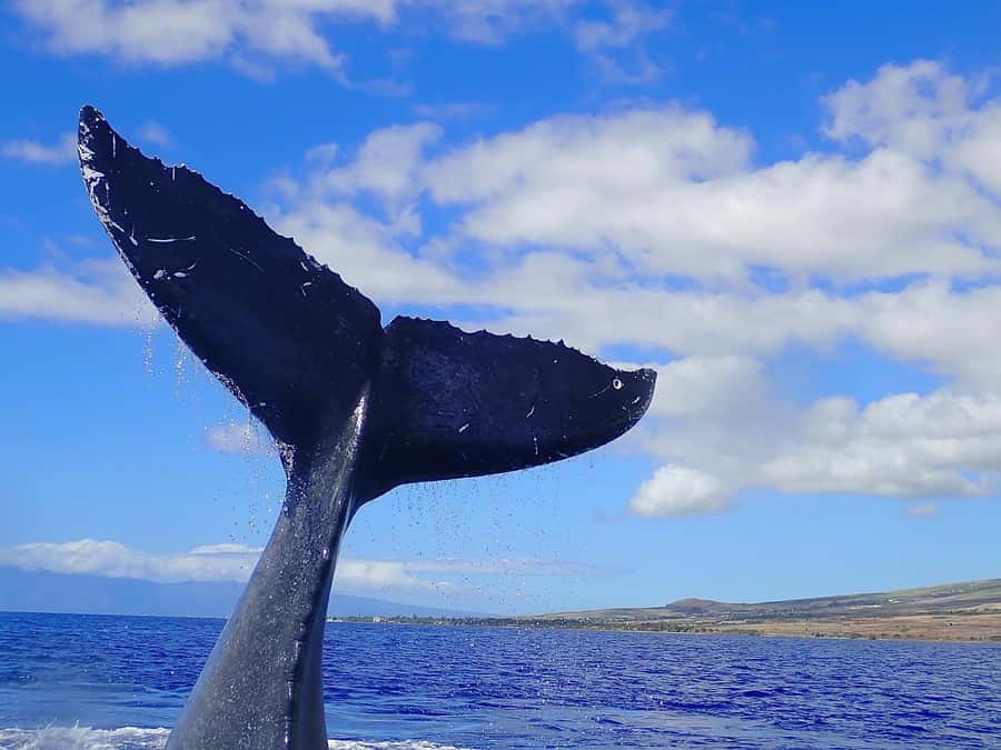 Lahaina: Day or Sunset Whale Watching Tour with Naturalist - Practical tips to make windy Auau Channel days easier