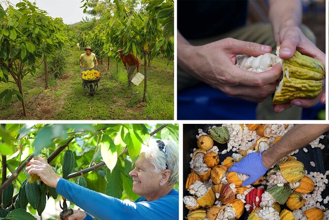 Lahaina: Maui Ku'ia Estate Guided Cacao Farm Tour and Tasting - The West Maui cacao estate: what you’ll actually see