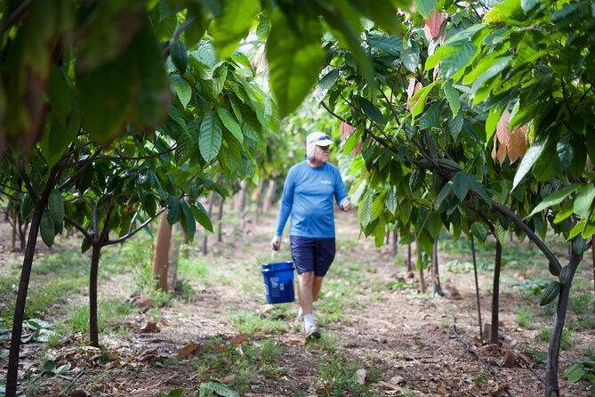 Lahaina: Maui Ku'ia Estate Guided Cacao Farm Tour and Tasting - Timing and check-in: how to keep the day from feeling rushed