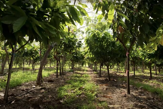 Lahaina: Maui Ku'ia Estate Guided Cacao Farm Tour and Tasting - Price and value: what $99.48 gets you on Maui