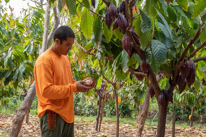 Lahaina: Maui Ku'ia Estate Guided Cacao Farm Tour and Tasting - The tasting in a tree house: nine chocolates and how to enjoy them