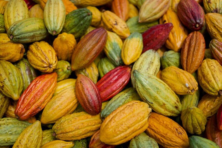 Lahaina: Maui Ku'ia Estate Guided Cacao Farm Tour & Tasting - The Private Cacao Estate: Over 20 Acres and Real-World Farming