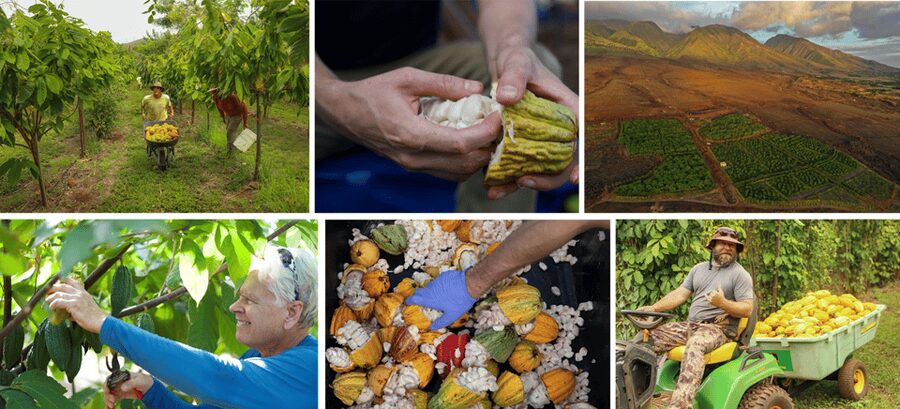 Lahaina: Maui Ku'ia Estate Guided Cacao Farm Tour & Tasting - The 9-Piece Chocolate Tasting (Plus a Cocoa Drink)