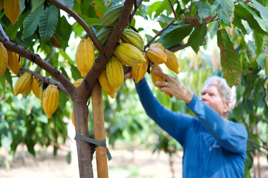 Lahaina: Maui Ku'ia Estate Guided Cacao Farm Tour & Tasting - The 90-Minute Flow: Van Ride, Grove Walk, and Tasting Window