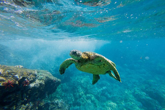 Lāna'i Coast Snorkel and Sail - Key things to know before you go