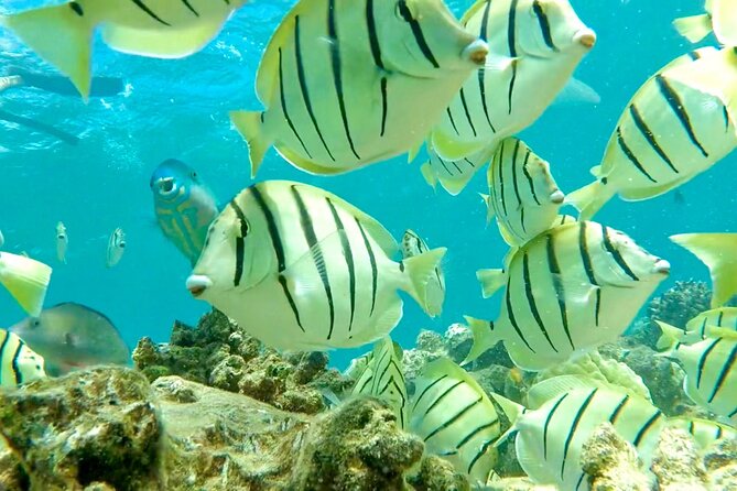 Lana'i Snorkel And Dolphin Quest with Maui Turtle Spot Tour - Who this tour fits best, and who should think twice