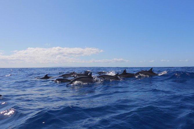 Lanai Deluxe Dolphin Adventure & 3 Snorkel Sites - What marine life you should look for, and what can vary by day