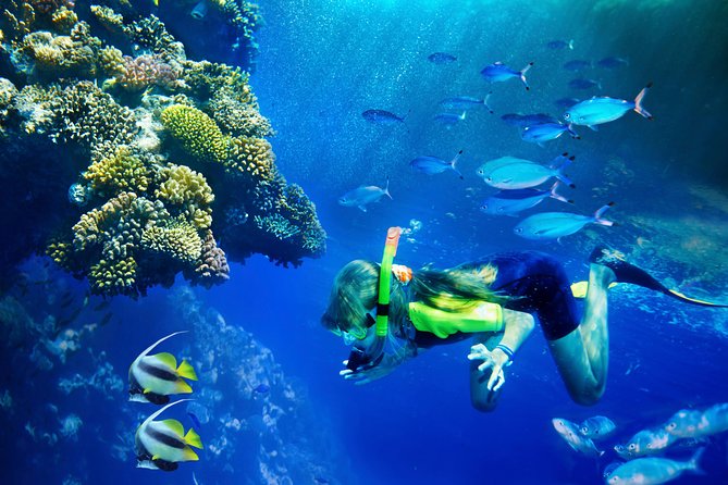 Lanai Snorkel and Dolphin Watch from Maalaea - Key highlights worth clocking