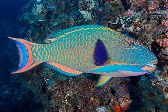 Lanai Snorkeling Half Day with Sea Scooter - Price of $192.80: what the value looks like in real life