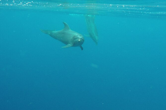 Lanai Snorkeling Half Day with Sea Scooter - Who this tour suits best (and who should skip it)