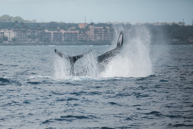 Luxury Catamaran Whale Watch - Maalaea Harbor to West Maui: the real reason 2 hours works