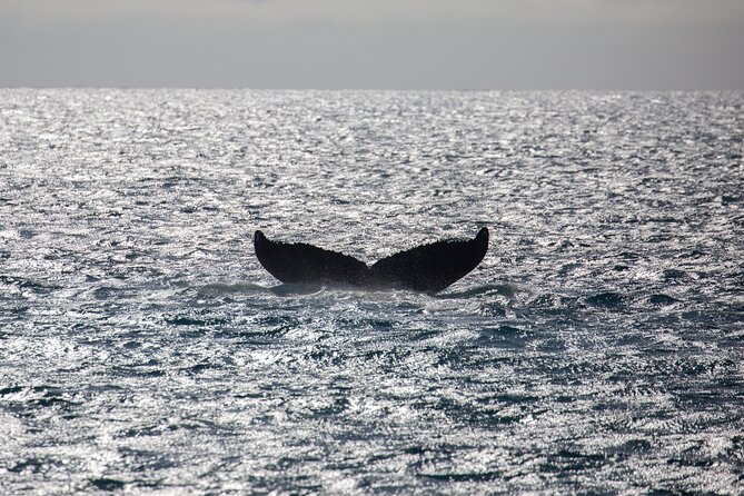 Luxury Catamaran Whale Watch - The Alii Nui catamaran feel: comfort without fuss