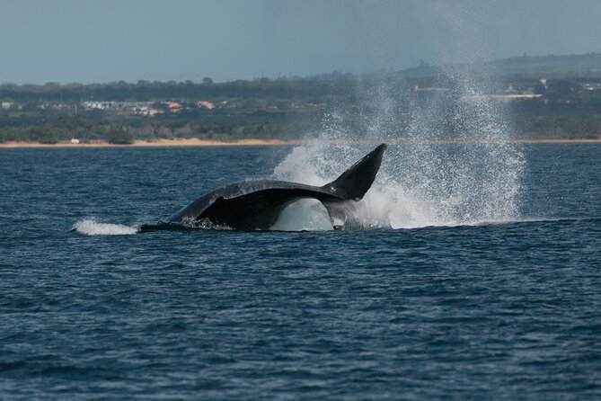 Luxury Catamaran Whale Watch - Onboard photos and the little “service extras” that stand out