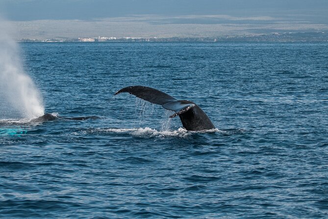 Luxury Catamaran Whale Watch - Marine naturalist + hydrophone whale songs: what you actually learn