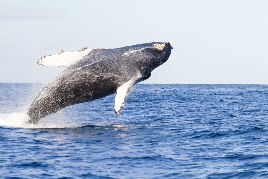 Ma'alaea Harbor: Whale Watching Tour Aboard Power Catamaran - Ma’alaea Harbor boat setup, and why seat choice matters