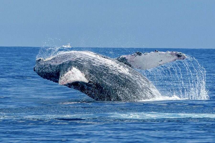 Ma'alaea Harbor: Whale Watching Tour Aboard Power Catamaran - Underwater hydrophones: hearing whale songs while you watch