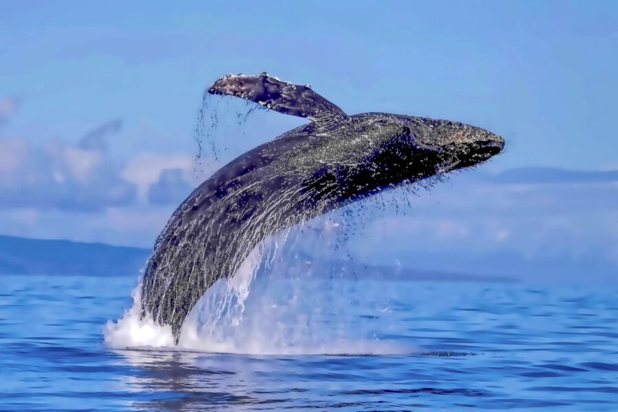 Ma'alaea Harbor: Whale Watching Tour Aboard Power Catamaran - Live narration and captain style, from Kiwi to Carlos to Paul