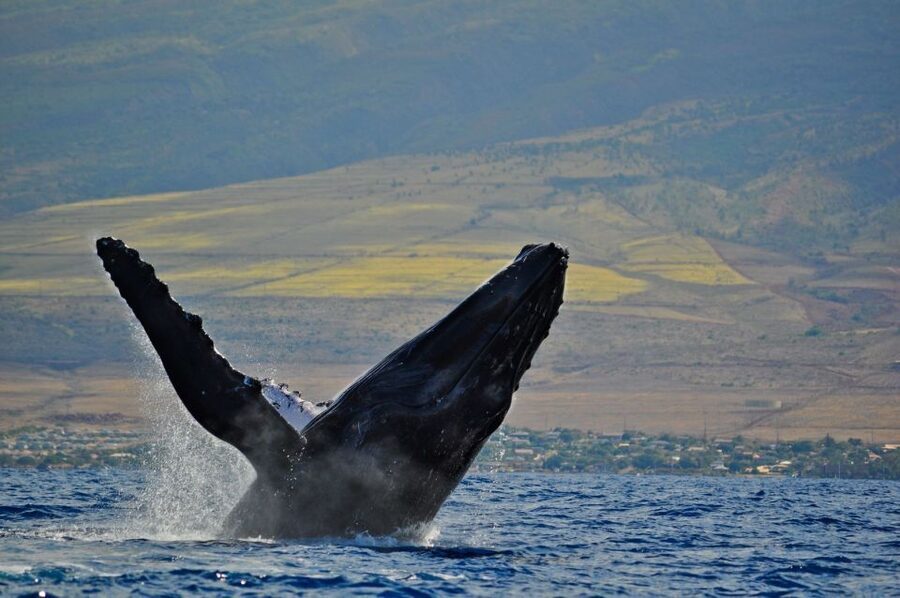 Ma'alaea Harbor: Whale Watching Tour Aboard Power Catamaran - What’s included on board, and how to pack like a pro