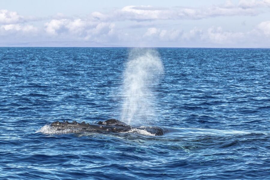 Ma'alaea Harbor: Whale Watching Tour Aboard Power Catamaran - Timing and season: when this Maui whale watch makes sense