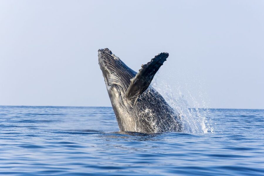 Ma'alaea Harbor: Whale Watching Tour Aboard Power Catamaran - Should you book this Ma’alaea whale watching tour?