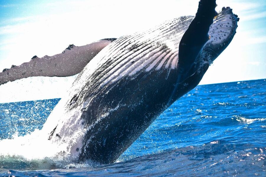 Maalaea: Small Group 2-Hour Whale Watch Experience - Key highlights you will actually feel on the water